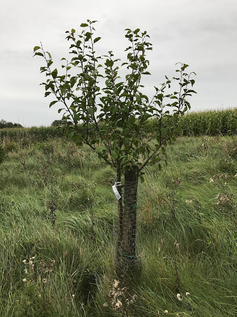 Junger Zwetschgenbaum (c) by Joachim Wenk Junger Zwetschgenbaum (c) by Joachim Wenk