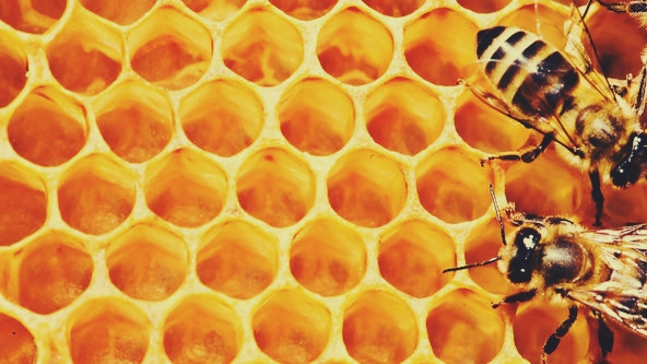 5 Wonderful Benefits Of Honey You Have Not Heard Before 5 Wonderful Benefits Of Honey You Have Not Heard Before