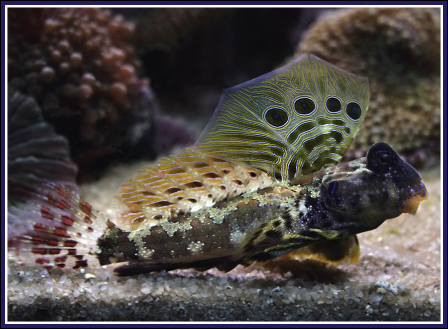 And I Think to Myself...What A Wonderful World. Creature Feature