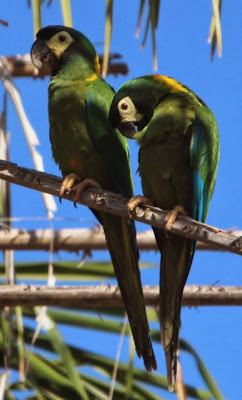 Yellow collared macaw