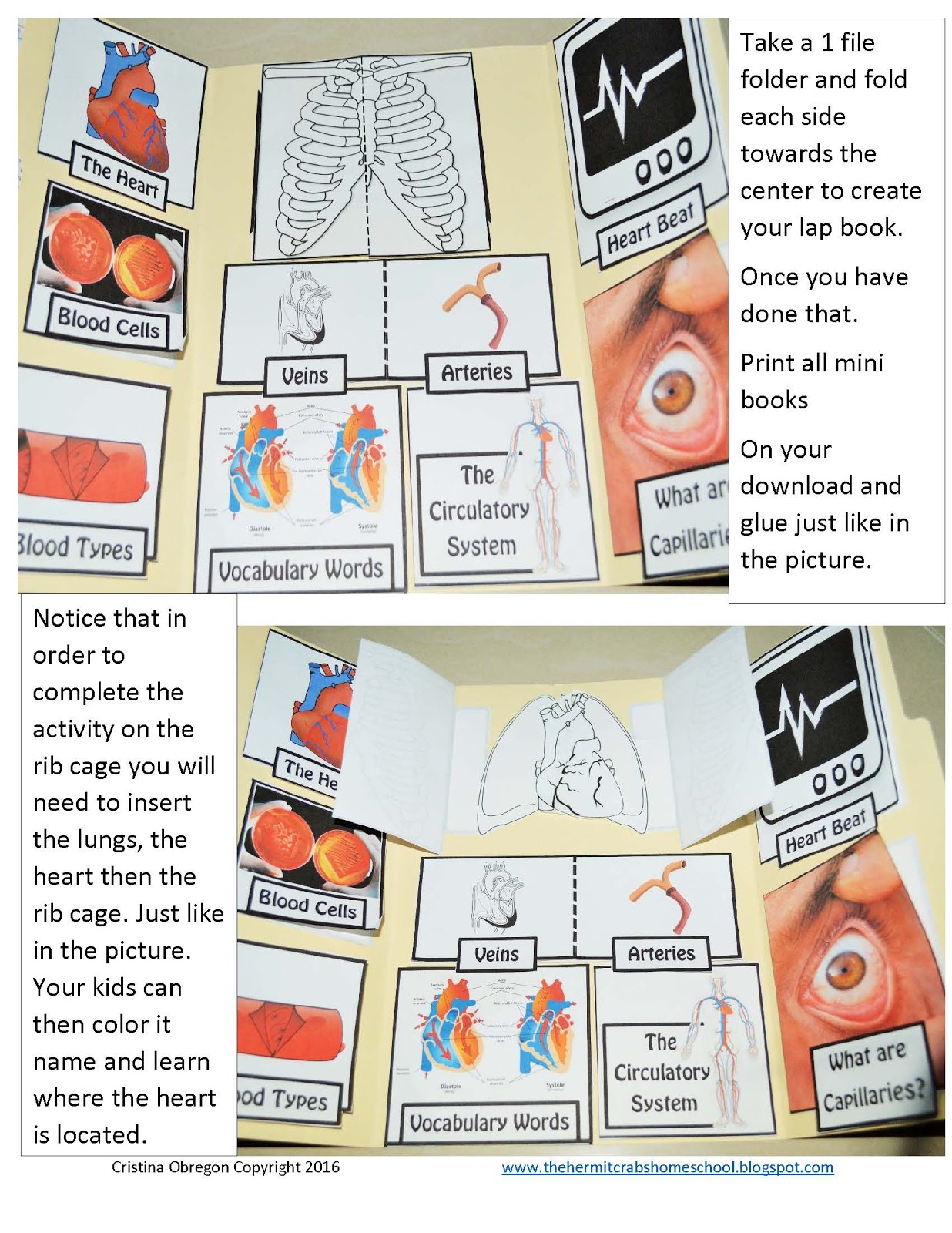 the hermit crabs homeschool the circulatory system lap book detailed instruction