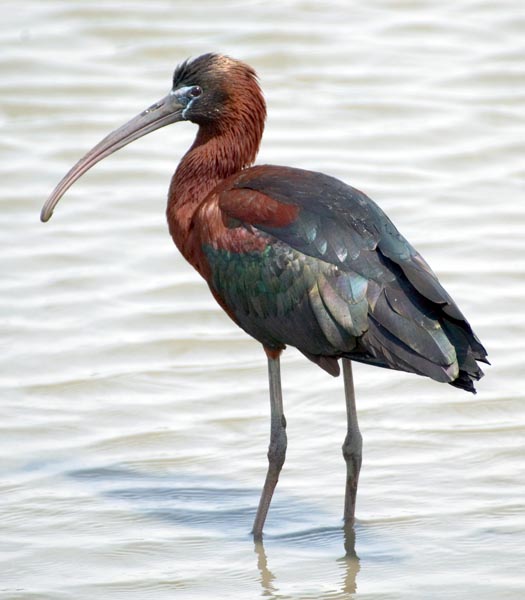 http://4.bp.blogspot.com/-ieSu9NYxtaQ/T-4I6wfKGQI/AAAAAAAAACM/hqPxkMq3hVc/s1600/glossy_ibis_.jpg