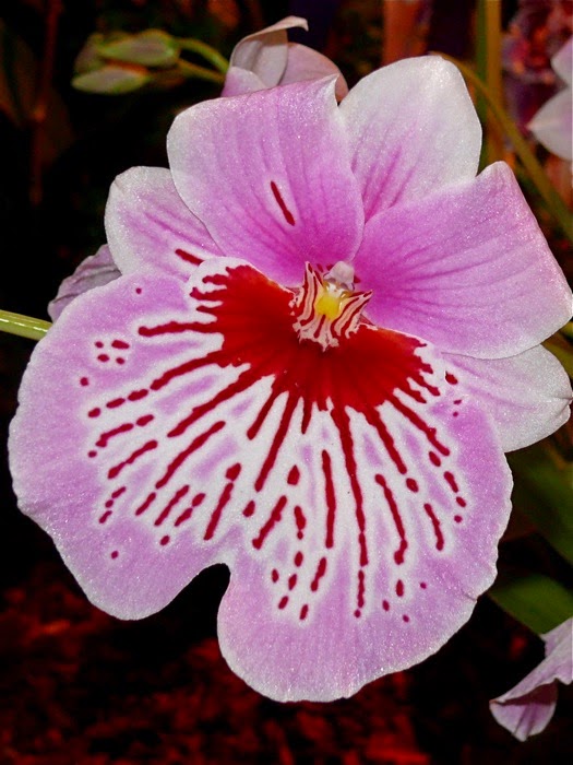 20 Gambar Foto Bunga  Anggrek  Yang Cantik  Ayeey com