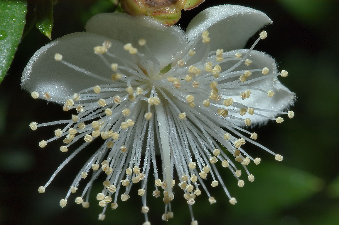 The world of plants and flowers Myrtle