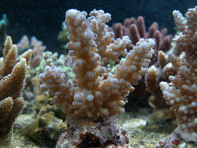 Acropora sp Acropora sp