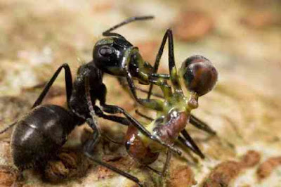 Избухващи мравки Explodingant