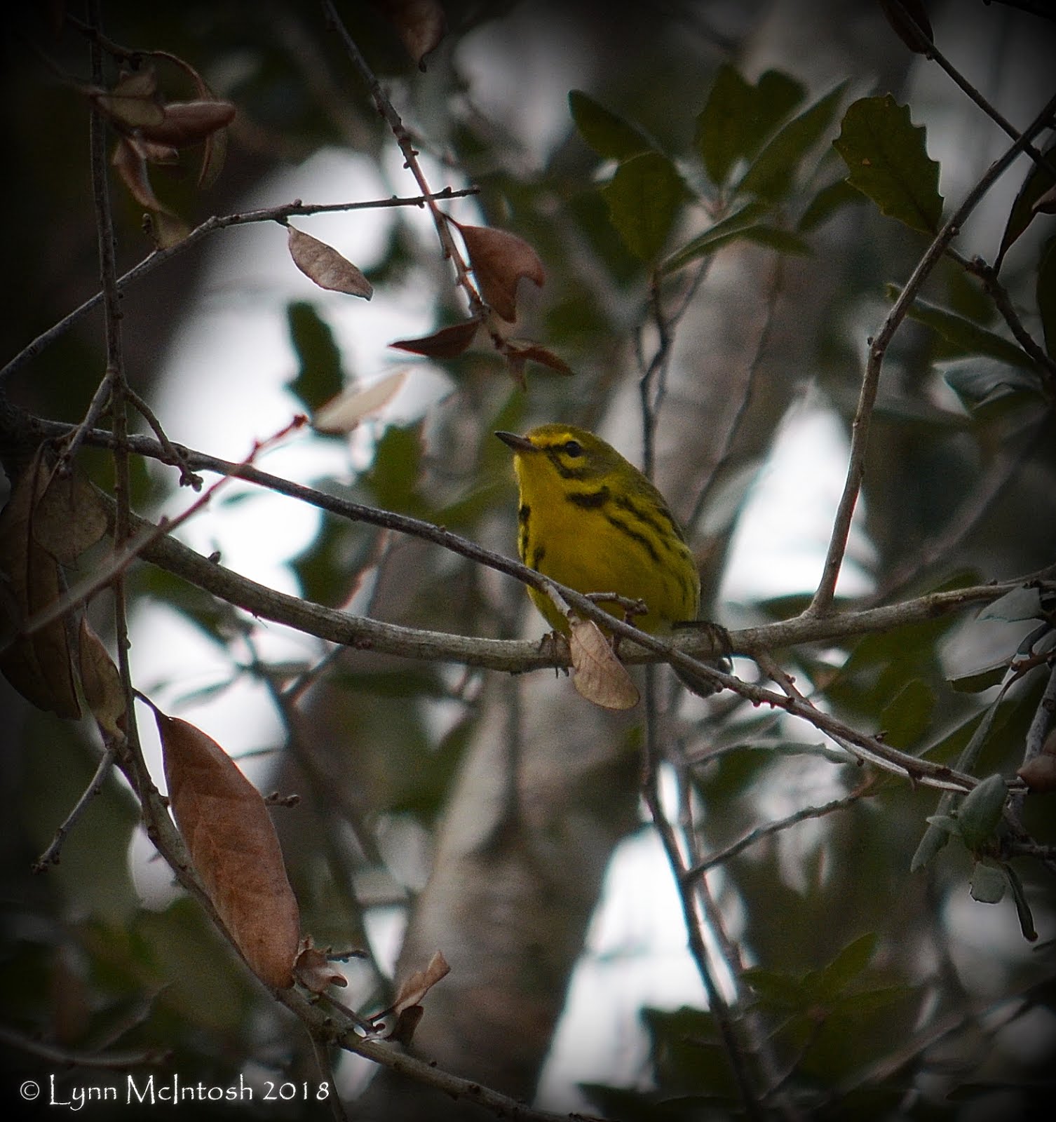 Prairie Warbler