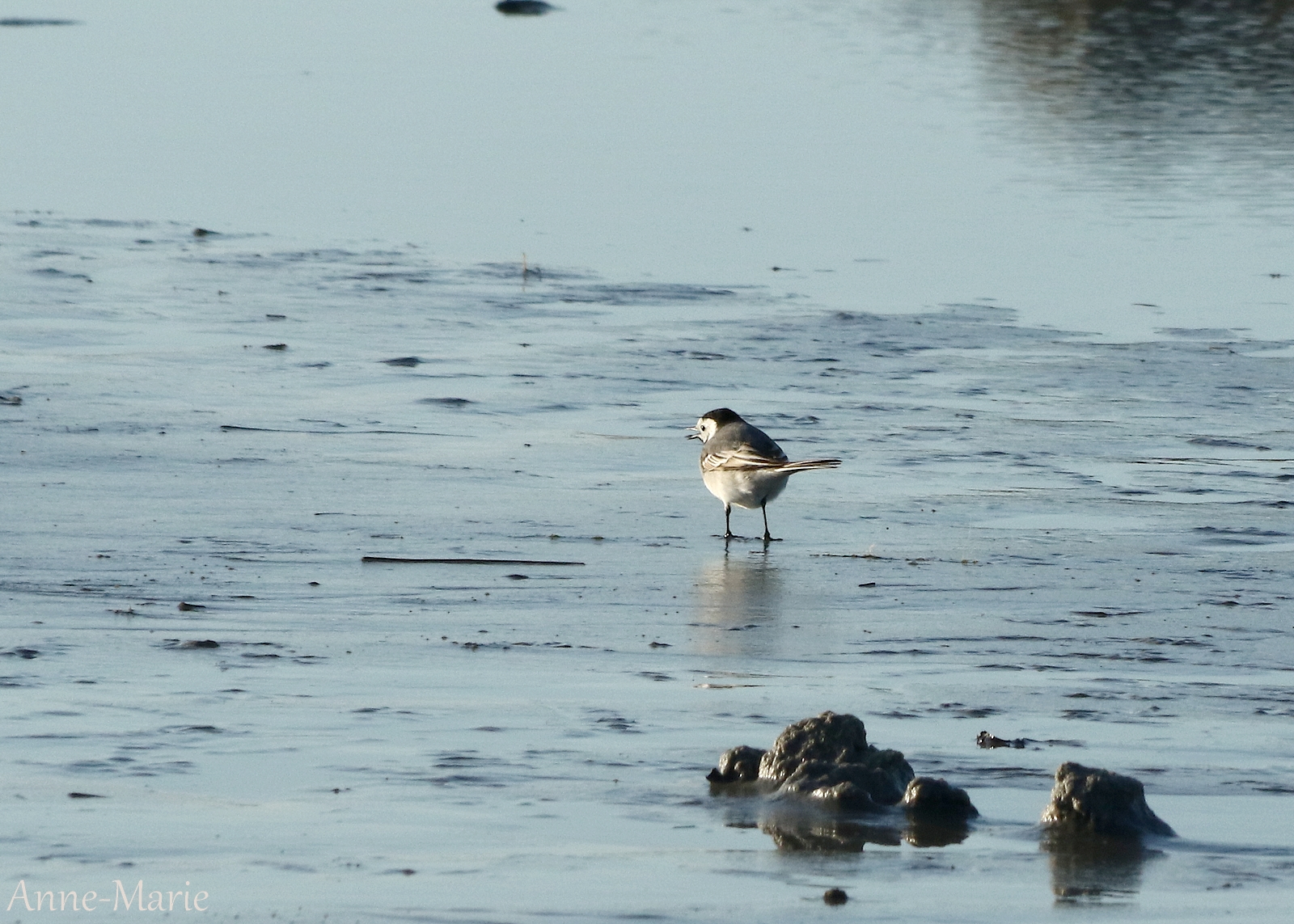 Puur natuur: ameland........