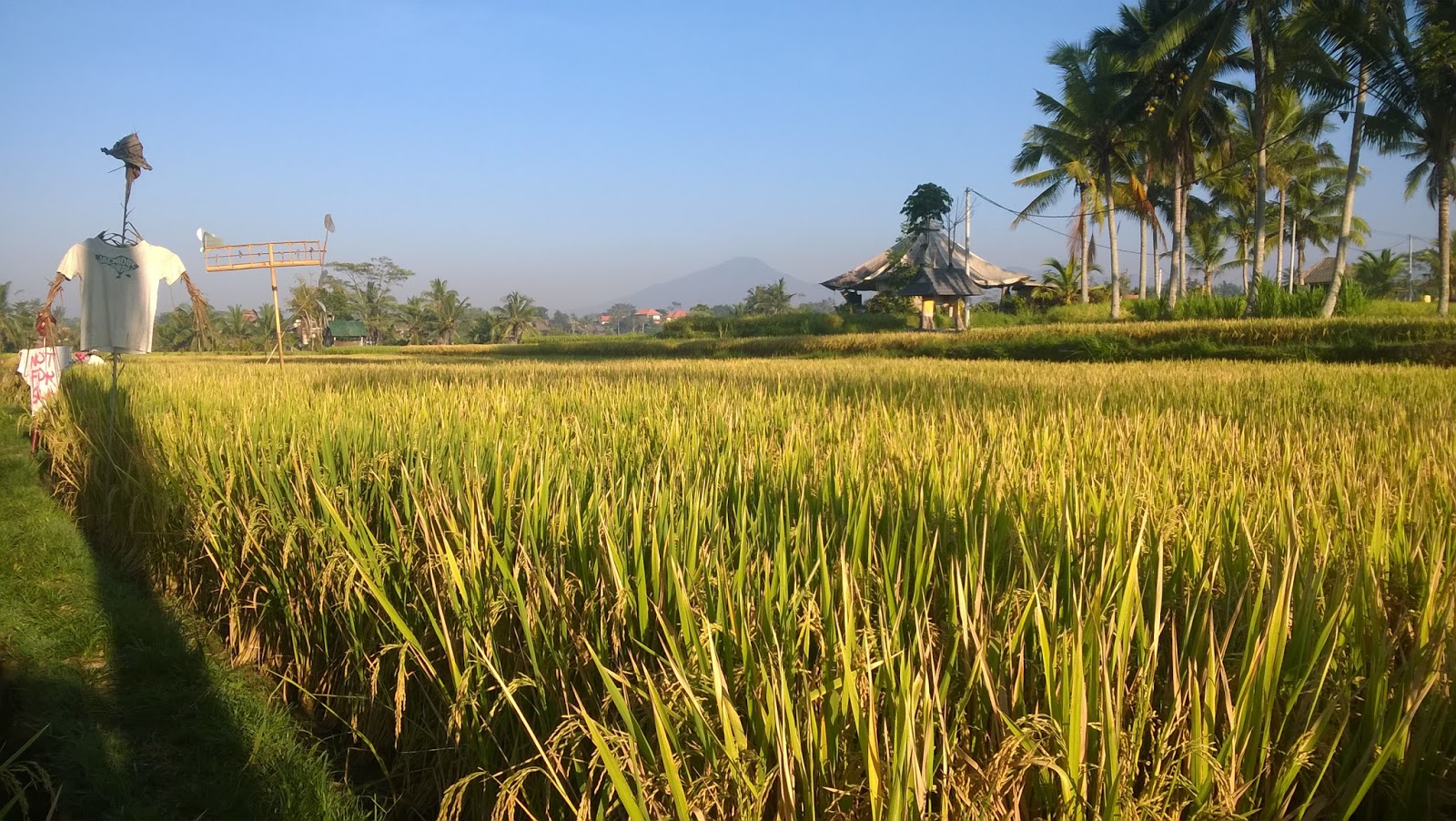 Nabilah Belerang Ubud Pariwisata Nan Mahal Nabilah Belerang Ubud Pariwisata Nan Mahal