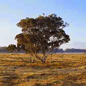 arbol del te