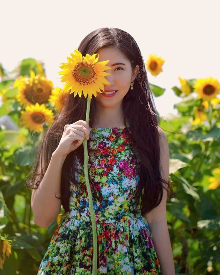 78+ Gambar Bunga Matahari Yang Cantik Terlihat Keren 78+ Gambar Bunga Matahari Yang Cantik Terlihat Keren