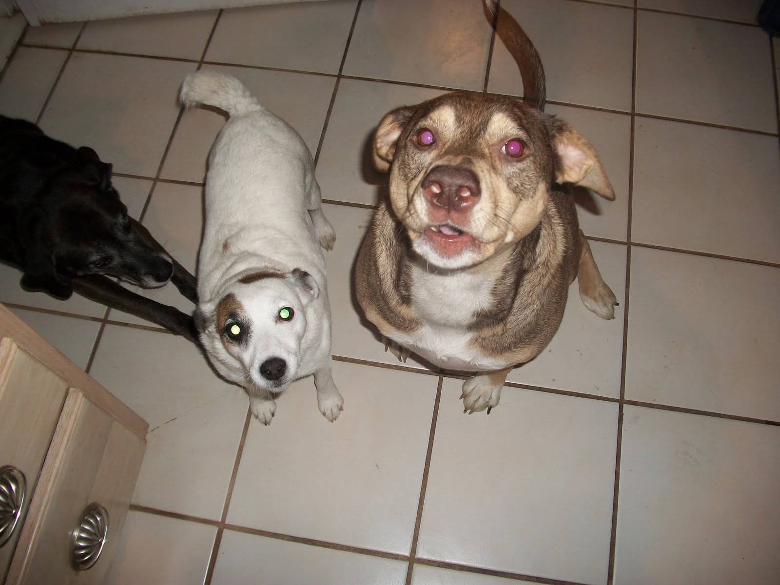 Seven Gates Farm The Dog Shuffle