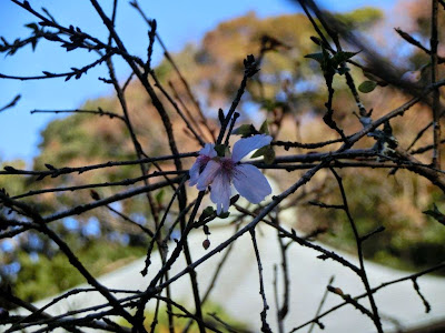  瑞泉寺のフユザクラ