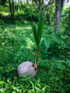 Grow Naturally Of Coconut Bud In The Field At Banjar Kuwum, Ringdikit Village, North Bali, Indonesia