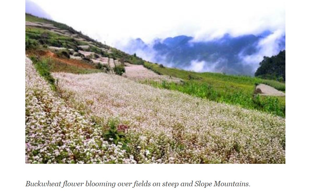 Buckwheat Kitchen Garden all about growing and using buckwheat Japanese traditions buckwheat