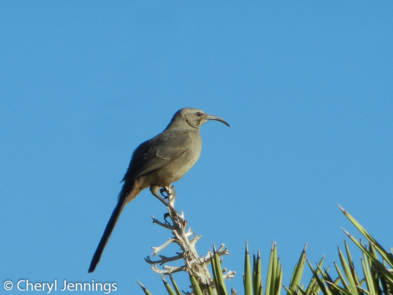 Squirrel's View Joshua Tree National Park birds and critters