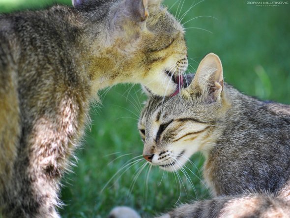 Zoran Milutinovic zoranphoto deviantart fotografia gatos fofos bichanos meigos gatinhos fofura animais estimação