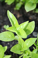 Basil at 1 month from seed