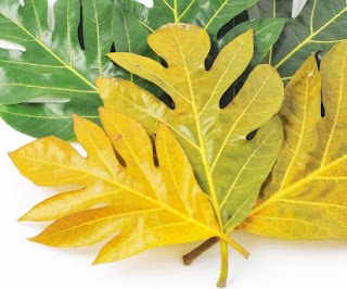 manfaat daun sukun cara mengolah daun sukun, efek samping minum rebusan daun sukun, manfaat daun sukun untuk ginjal, manfaat daun sukun muda, manfaat daun sukun untuk diabetes, cara mengolah daun sukun kering, cara mengolah daun sukun untuk obat jantung, khasiat daun sukun untuk jantung