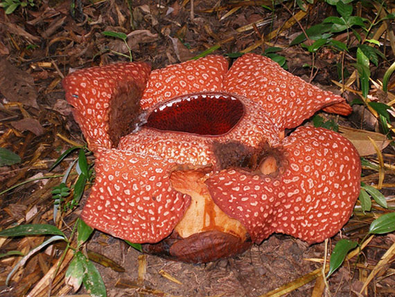 раффлезия арнольди. раффлезия покемон. раффлезия биология 5 класс. три брата раффлезия. три брата раффлезия.