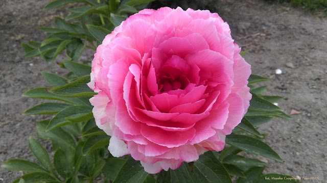 odmiany piwonii, peony Max, zielona metamorfoza, pogrody wiejskie, projektowanie ogrodów