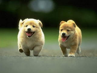 Two cute puppies and running on a road | cute puppy pictures