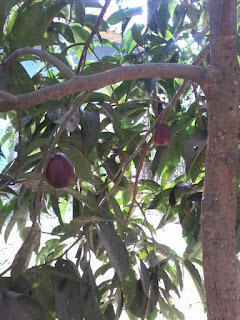 jambu apel pohon cangkokan jambu apel