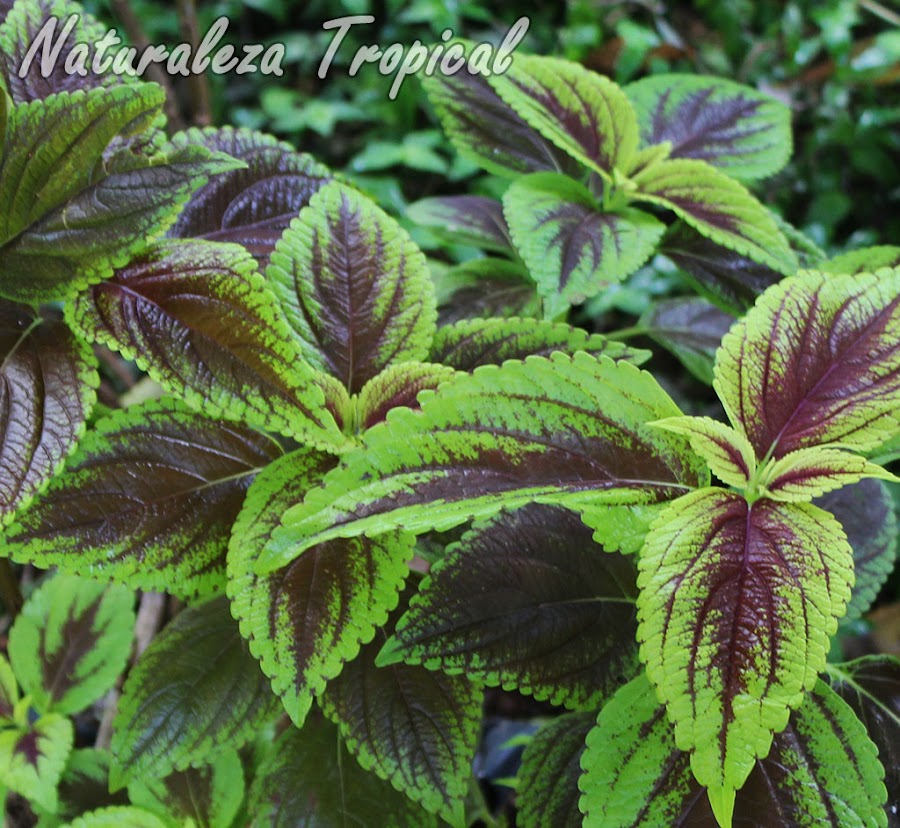 Los Cóleos, género Solenostemon