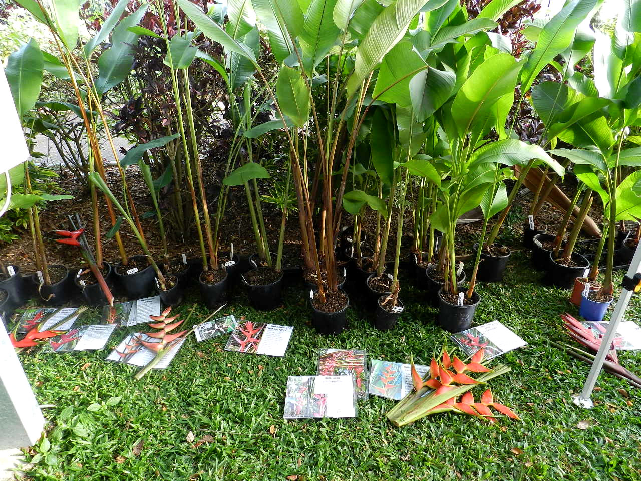 El Arish Tropical Exotics Lush Tropical Plants for Australia The Tropical Garden Fair