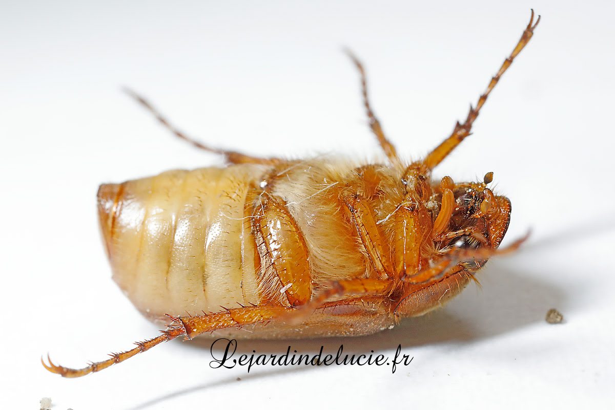 Amphimallon majale , européen