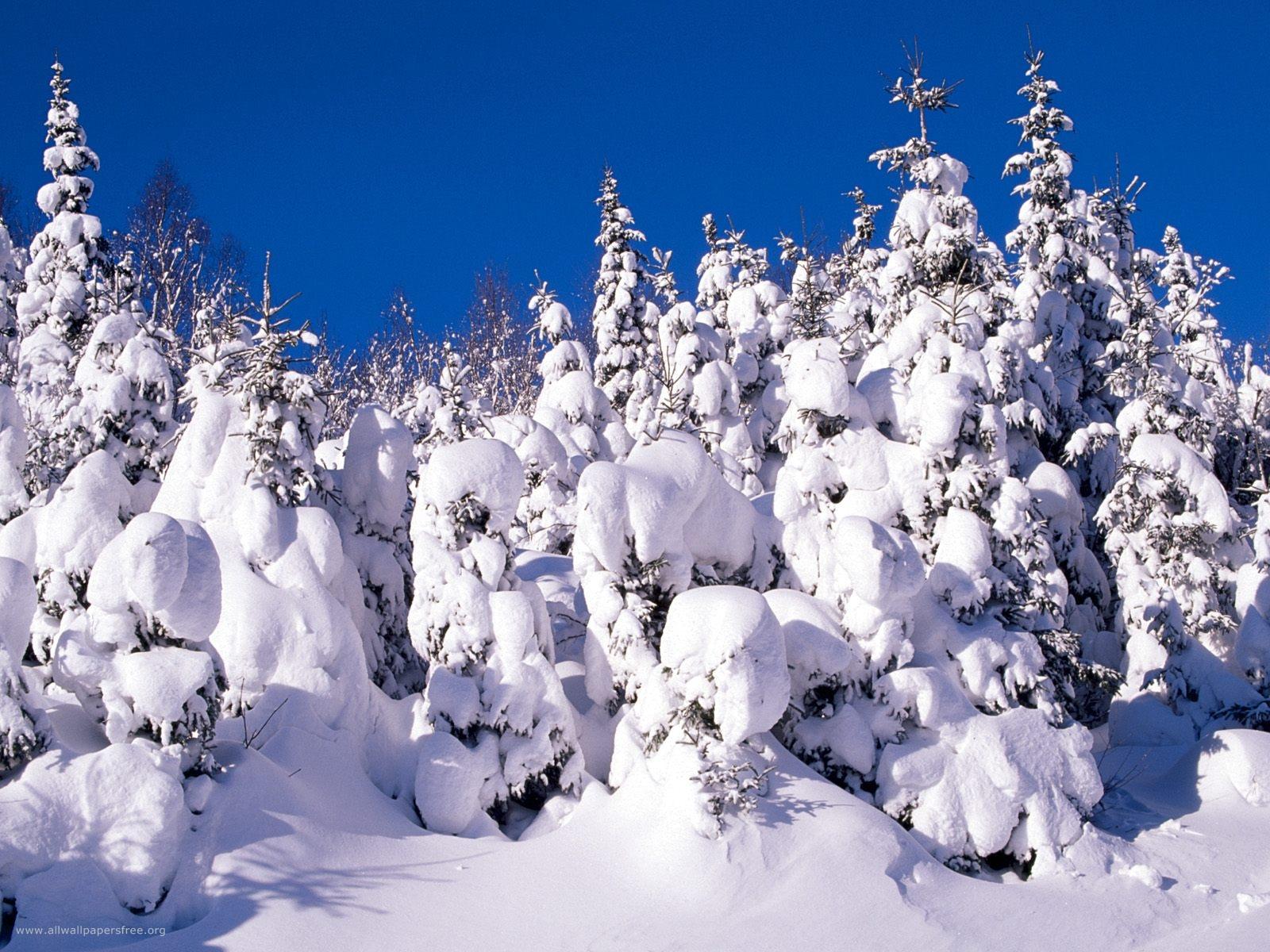 Best Snow Forest Nature Hd Wallpaper