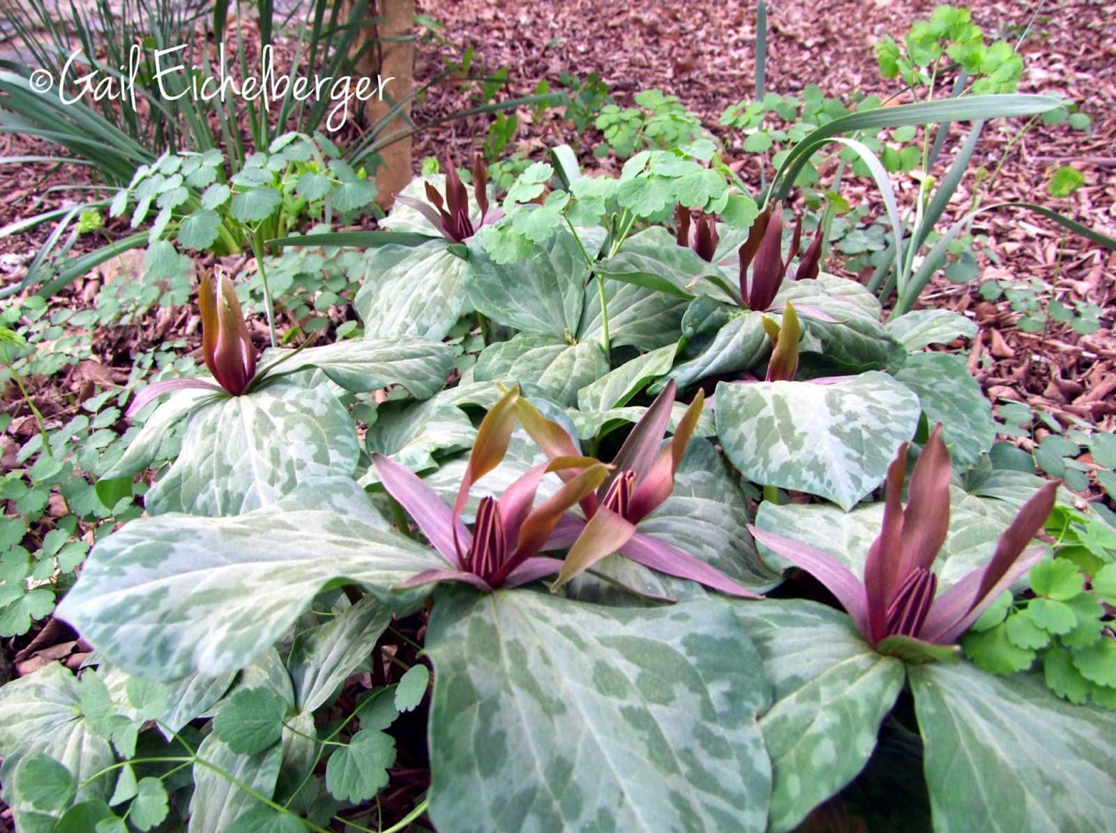 clay and limestone: wildflower wednesday: trillium cuneatum clay and limestone: wildflower wednesday: trillium cuneatum