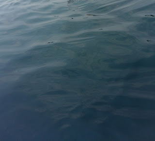 Νεκρό δελφίνι στην Πλάκα Λιτοχώρου.
