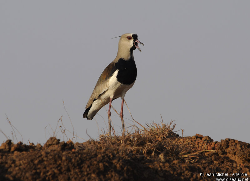 Compañeros de viaje: Tero común (Vanellus chilensis)