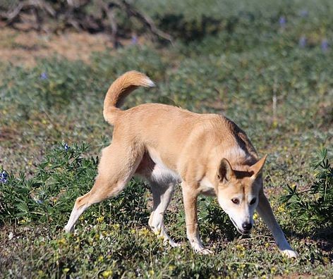 Dingo Lady: The Truth about Dingoes: 3