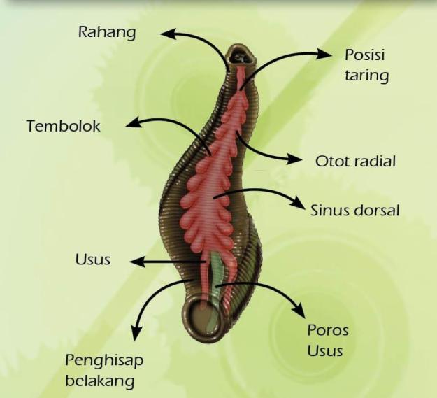 a kismedence phlebodia visszér