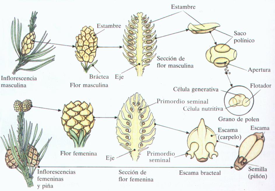 Biología y Geología 1º BACH PINO SALGAREÑO (PINUS NIGRA).