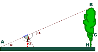 Come sapere quanto alto albero (metodi pratici)