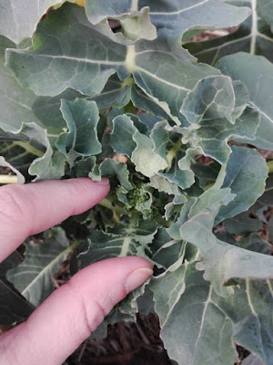 Quando coltivare i broccoli in un orto biologico Quando coltivare i broccoli in un orto biologico