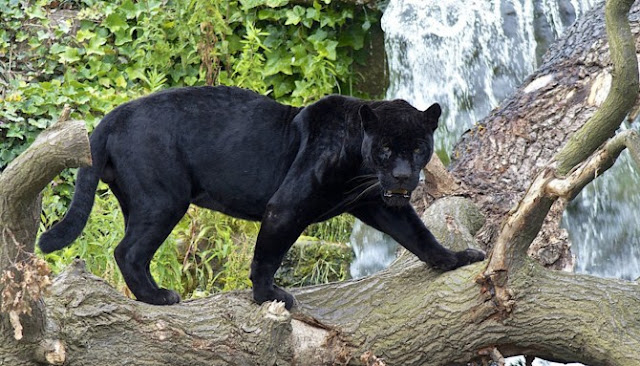 Inilah Enam Hewan Melanistic Paling Menakjubkan Yang Ada Di Seluruh Dunia Inilah Enam Hewan Melanistic Paling Menakjubkan Yang Ada Di Seluruh Dunia