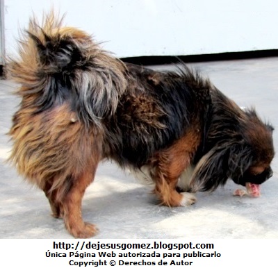 Perro de perfil Foto de perfil de un perro comiendo cabeza de pollo. Foto de un perro de Jesus Gómez