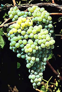 Fringe Wine Himrod And Lakemont Finger Lakes New York Himrod And Lakemont Finger Lakes New York