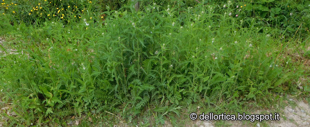 erbe spontanee officinali aromatiche rose orto e altro ancora nel giardino della fattoria didattica a Bologna in Appennino Savigno Valsamoggia vicino Zocca