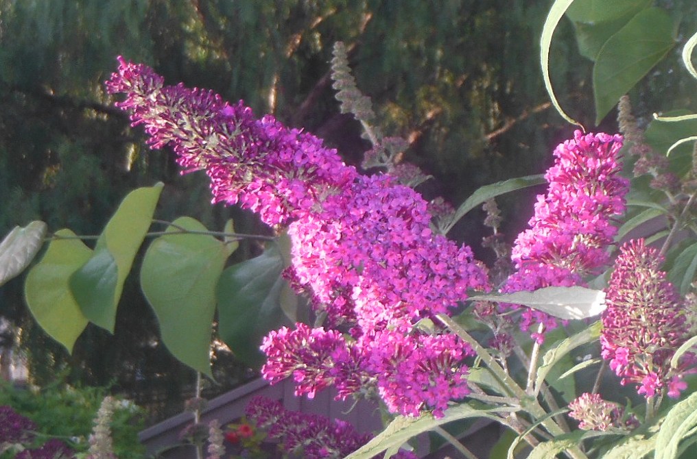 Digital Flower Pictures Com White Butterfly Bush