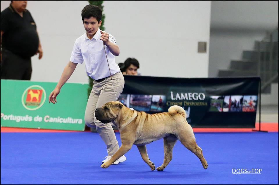 Euro Dog Show Kortrijk Belgium Euro Dog Show Kortrijk Belgium