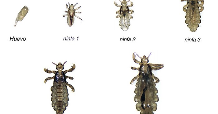 imagen piojos ninfas