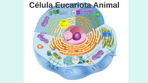 Célula eucariota animal