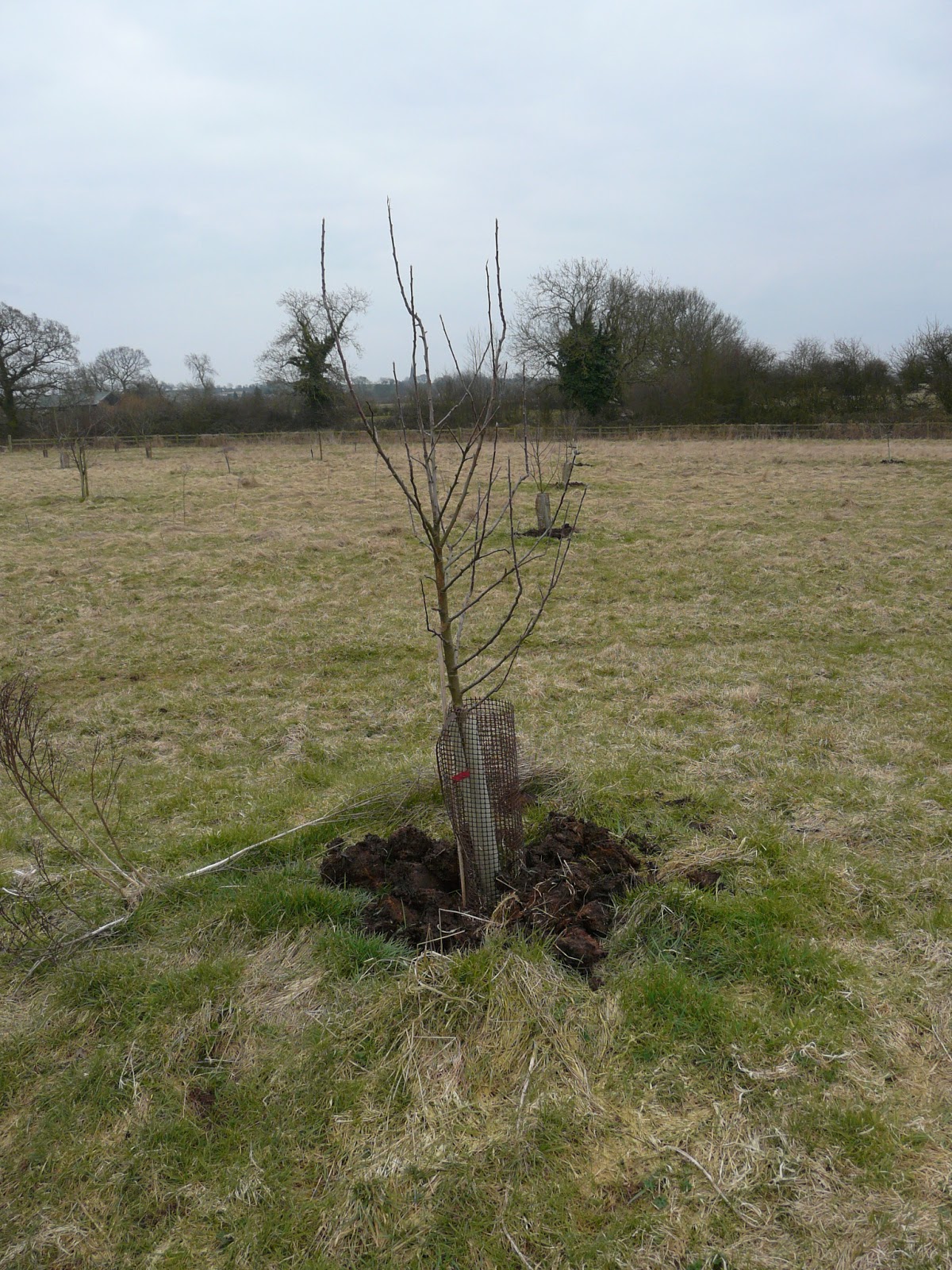 Orchard Diary Started to put more manure under trees
