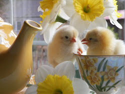 Chicks In A Teacup