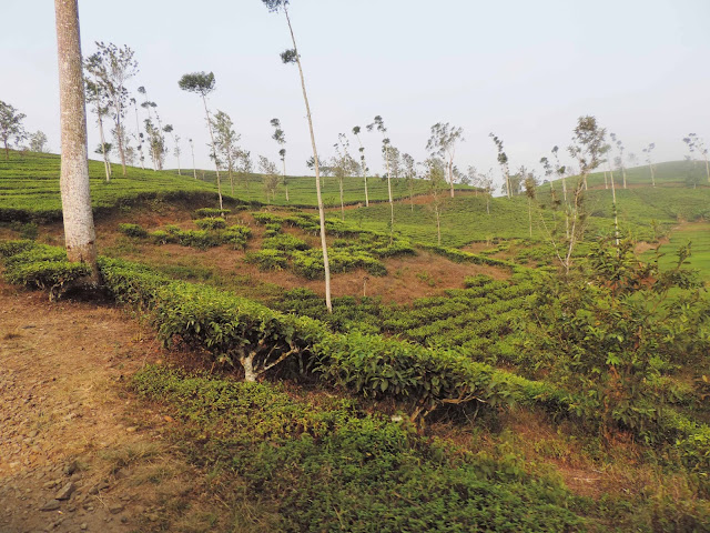 kebun teh